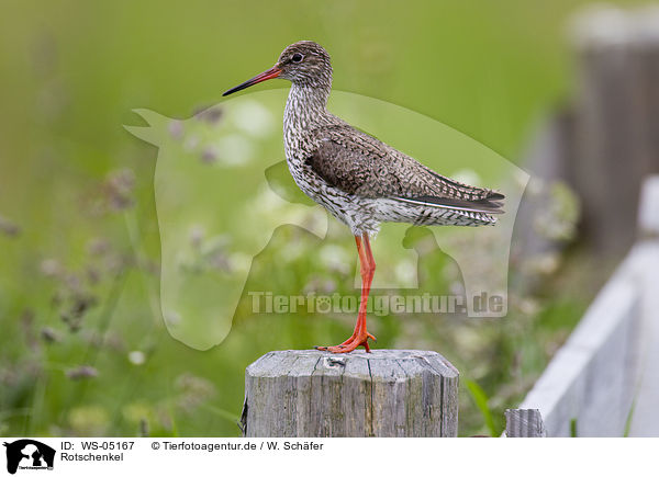 Rotschenkel / common redshank / WS-05167