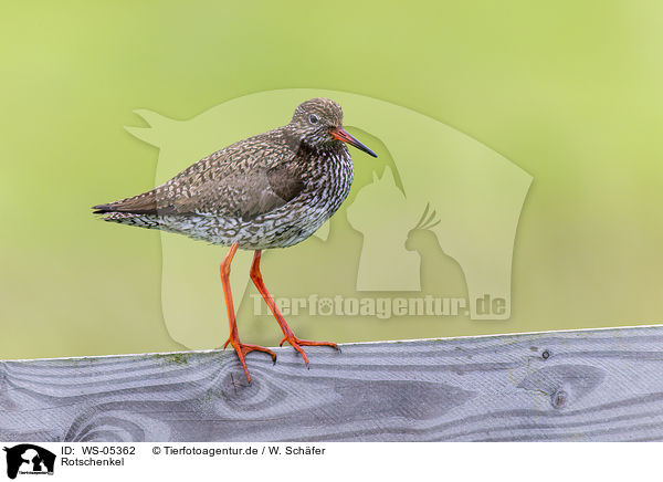 Rotschenkel / common redshank / WS-05362