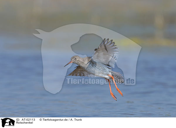 Rotschenkel / common redshank / AT-02113