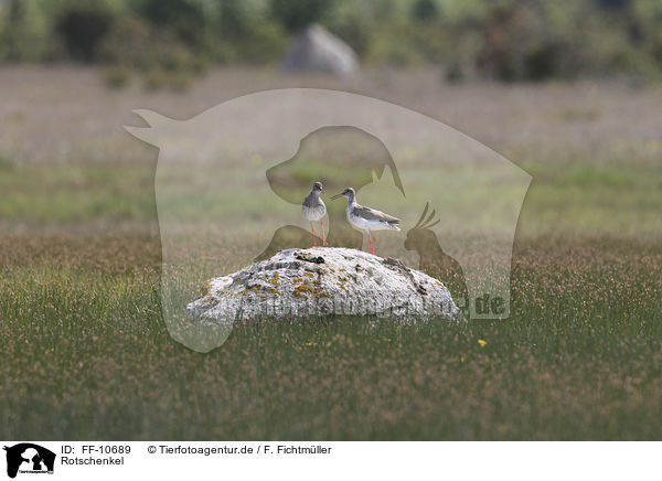 Rotschenkel / common redshank / FF-10689