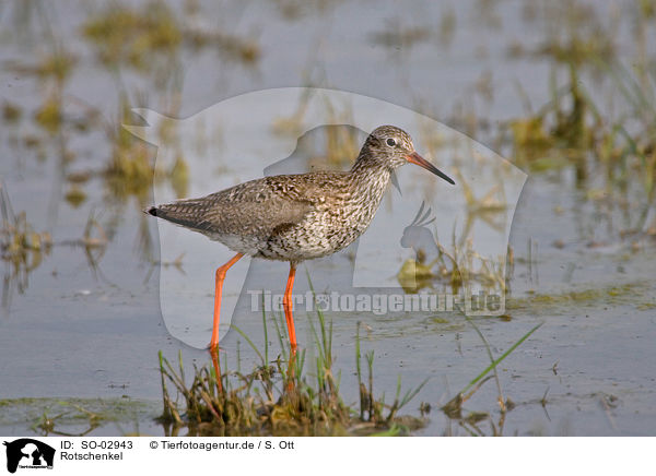 Rotschenkel / common redshank / SO-02943