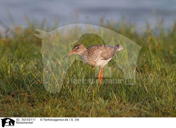 Rotschenkel / common redshank / SO-03111
