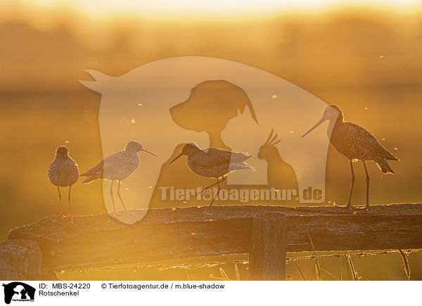Rotschenkel / Redshank / MBS-24220