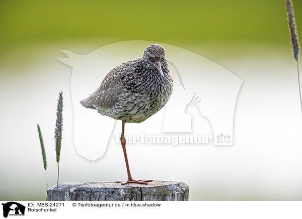 Rotschenkel / Redshank / MBS-24271