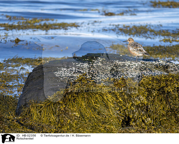 Rotschenkel / common redshank / HB-02356