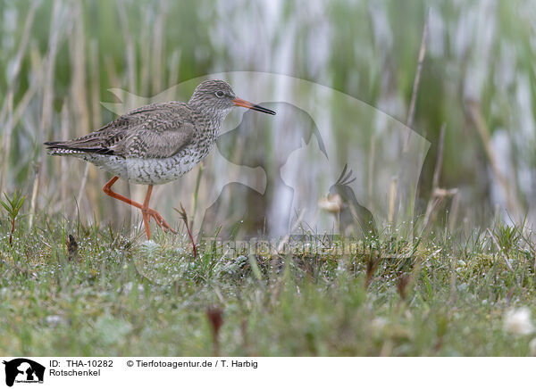 Rotschenkel / common redshank / THA-10282