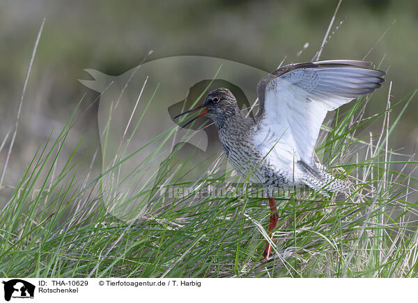Rotschenkel / common redshank / THA-10629