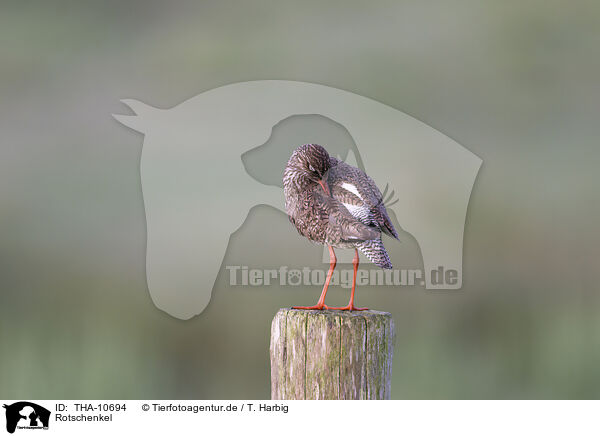 Rotschenkel / common redshank / THA-10694