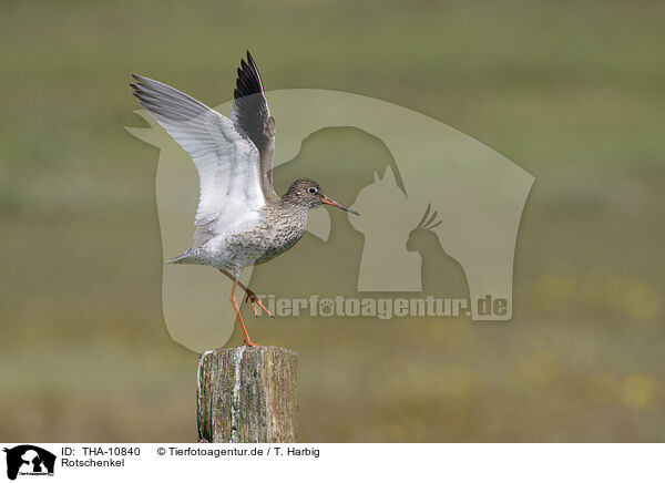 Rotschenkel / common redshank / THA-10840