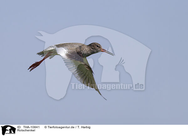 Rotschenkel / common redshank / THA-10841