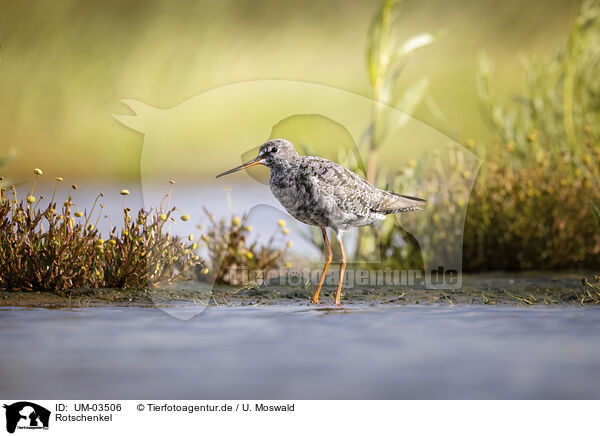 Rotschenkel / redshank / UM-03506