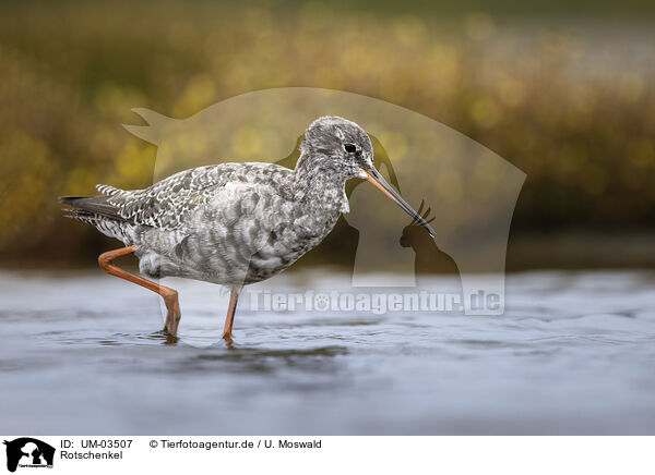 Rotschenkel / redshank / UM-03507