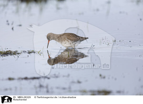 Rotschenkel / common redshank / MBS-28329