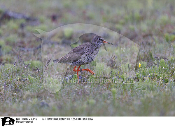 Rotschenkel / common redshank / MBS-28347
