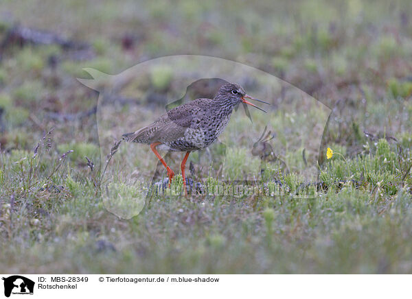 Rotschenkel / common redshank / MBS-28349