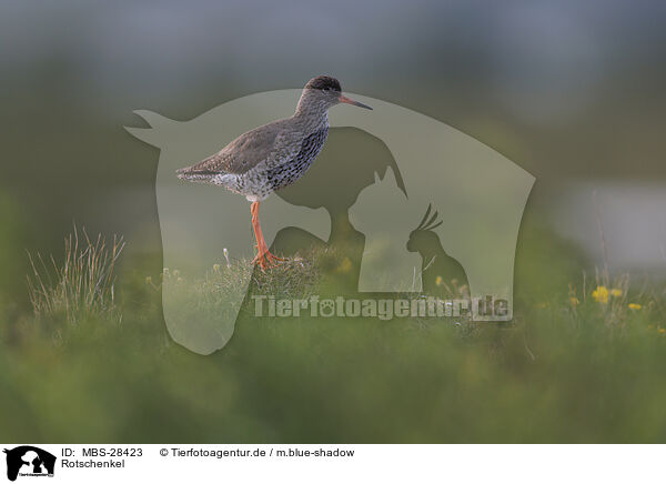 Rotschenkel / common redshank / MBS-28423