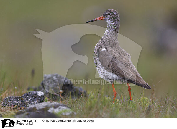 Rotschenkel / common redshank / MBS-28447