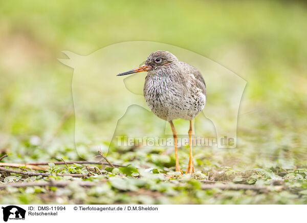Rotschenkel / Common redshank / DMS-11994