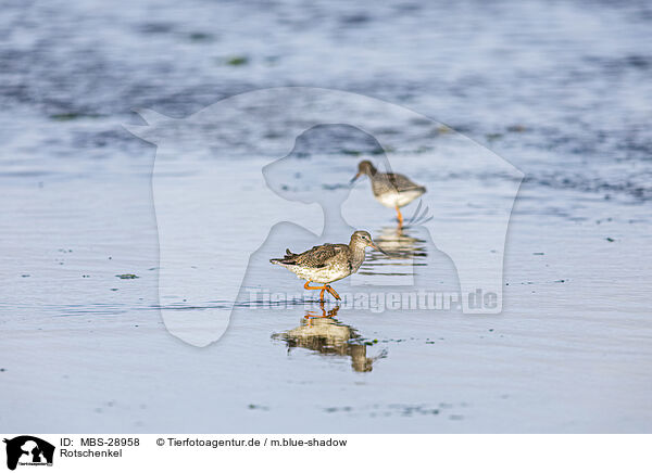 Rotschenkel / redshank / MBS-28958