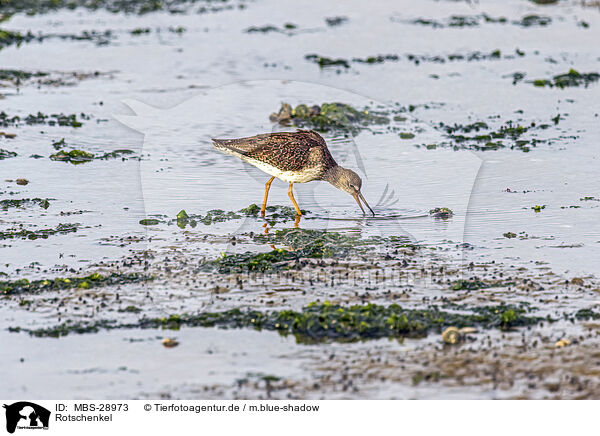 Rotschenkel / redshank / MBS-28973