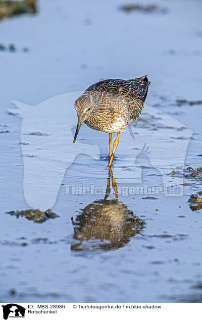 Rotschenkel / redshank / MBS-28986