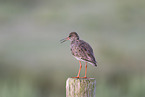 Rotschenkel