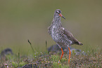Rotschenkel