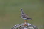 Rotschenkel