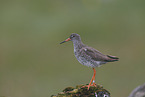 Rotschenkel