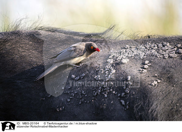 sitzender Rotschnabel-Madenhacker / sitting Red-billed Oxpecker / MBS-20164