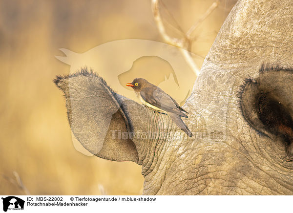 Rotschnabel-Madenhacker / Red-billed Oxpecker / MBS-22802