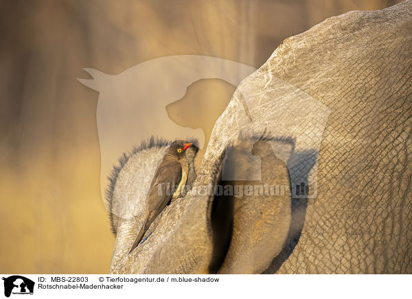 Rotschnabel-Madenhacker / MBS-22803