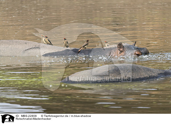 Rotschnabel-Madenhacker / Red-billed Oxpecker / MBS-22808