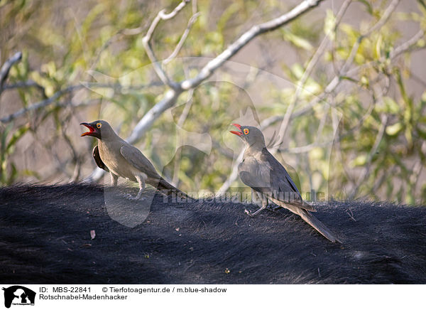Rotschnabel-Madenhacker / MBS-22841