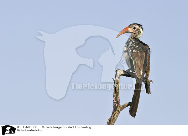 Rotschnabeltoko / red-billed hornbill / HJ-03000