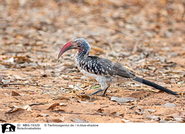 Rotschnabeltoko / red-billed hornbill / MBS-19329