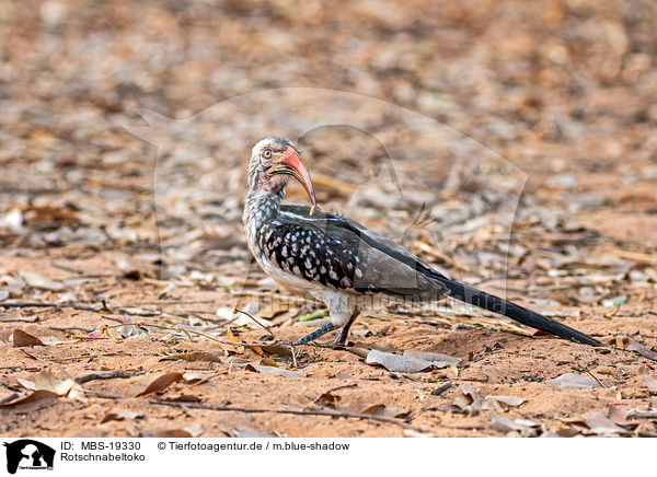 Rotschnabeltoko / red-billed hornbill / MBS-19330