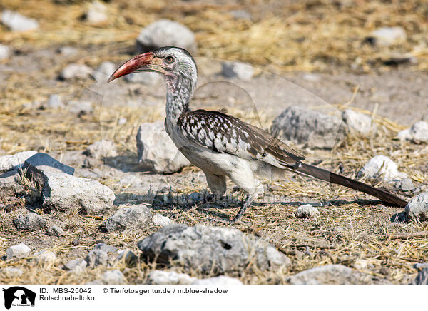 Rotschnabeltoko / red-billed hornbill / MBS-25042