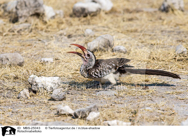 Rotschnabeltoko / red-billed hornbill / MBS-25043