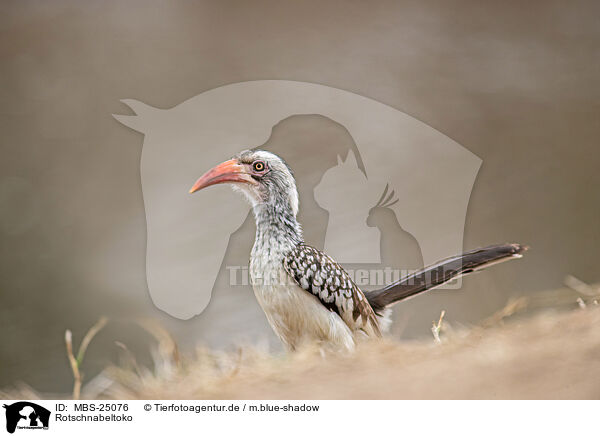 Rotschnabeltoko / red-billed hornbill / MBS-25076