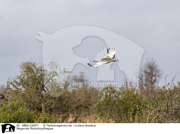 fliegende Rotschopftrappe / flying red-crested Bustard / MBS-22807