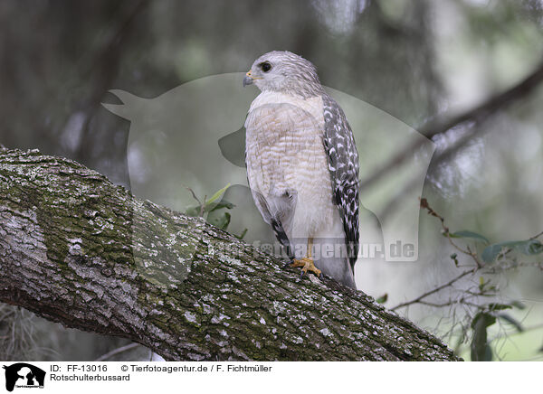 Rotschulterbussard / red-shouldered hawk / FF-13016