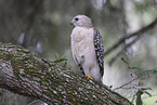 Rotschulterbussard