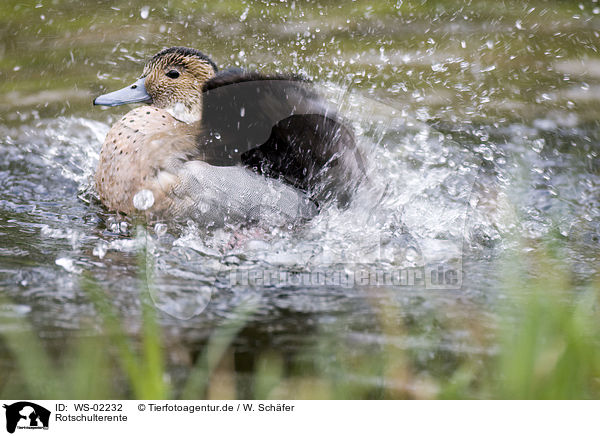 Rotschulterente / Ringed Teal / WS-02232