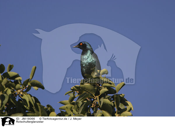 Rotschulterglanzstar / red-shouldered glossy starling / JM-18066