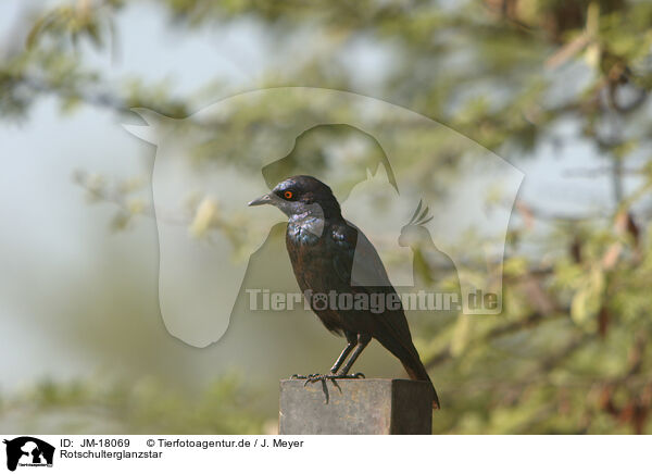 Rotschulterglanzstar / red-shouldered glossy starling / JM-18069