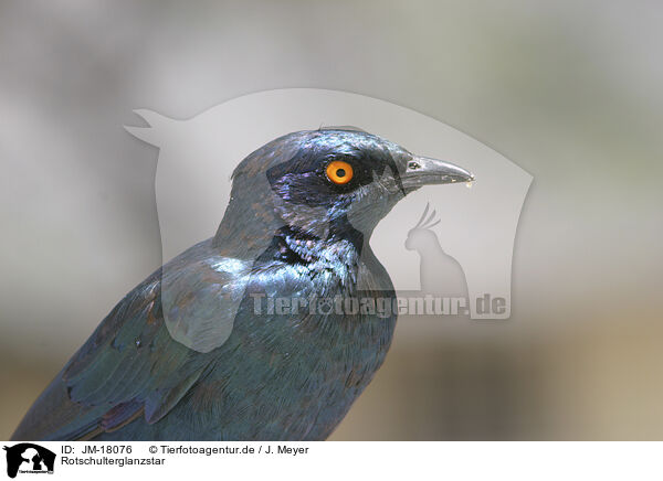 Rotschulterglanzstar / red-shouldered glossy starling / JM-18076