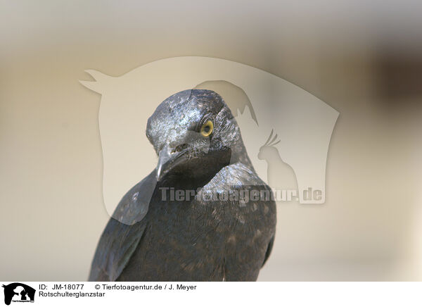 Rotschulterglanzstar / red-shouldered glossy starling / JM-18077