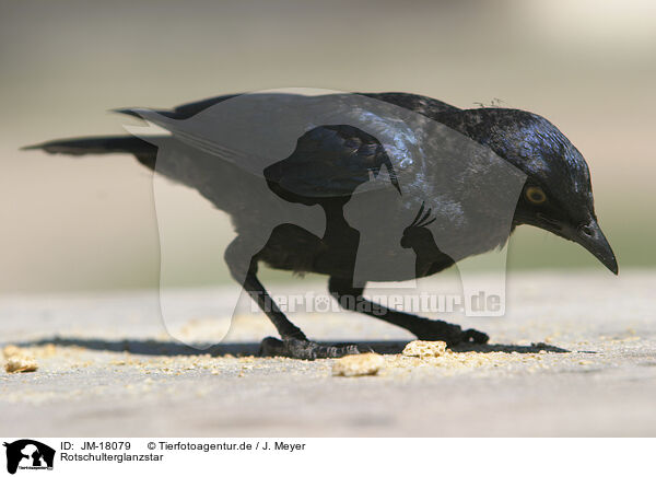 Rotschulterglanzstar / red-shouldered glossy starling / JM-18079