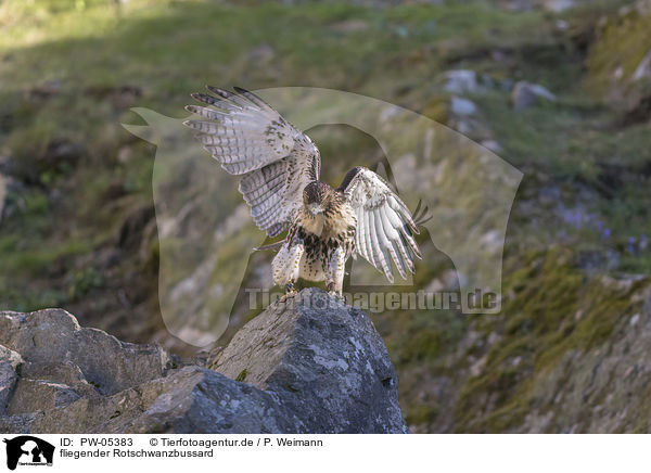 fliegender Rotschwanzbussard / flying Red-tailed Hawk / PW-05383